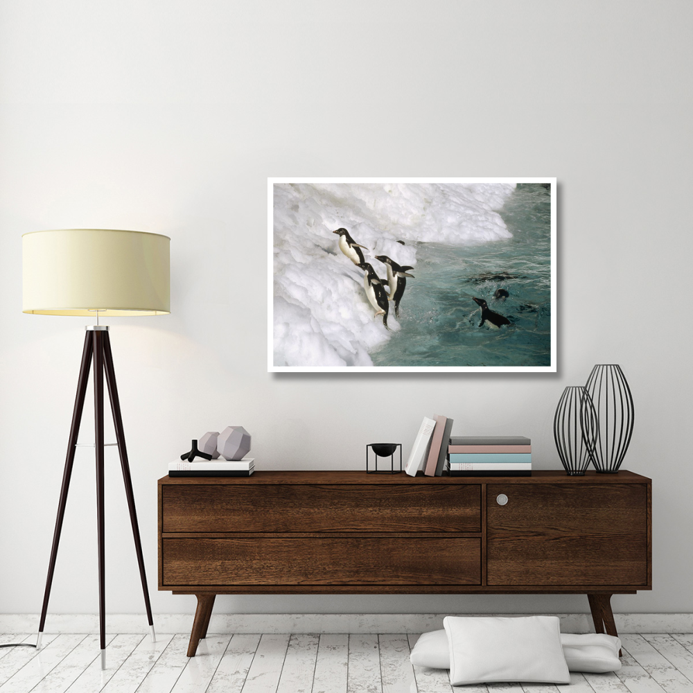 Adelie Penguin group leaping ashore, Foyn Island, Antarctica-Paper Art-50&quotx34"