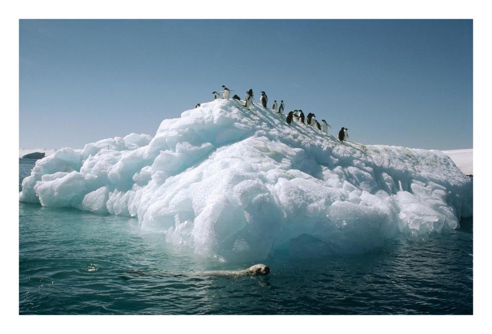 Leopard Seal circles Adelie Penguins on ice floe, Hope Bay, Antarctica-Paper Art-26"x18"