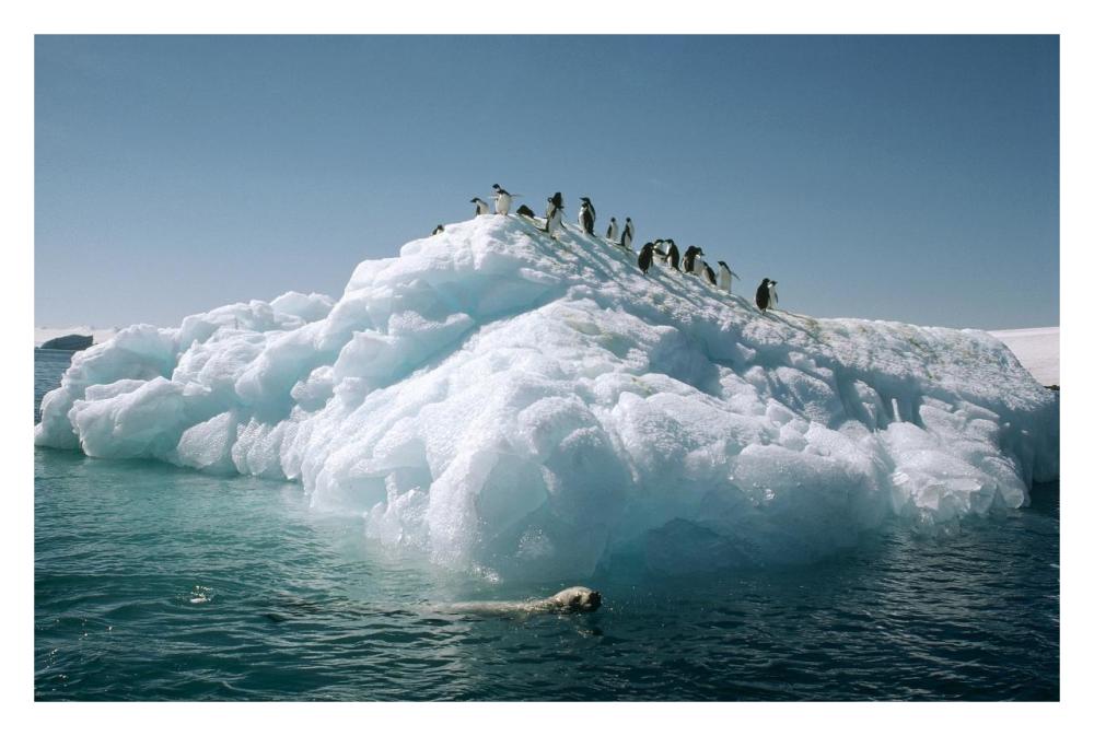 Leopard Seal circles Adelie Penguins on ice floe, Hope Bay, Antarctica-Paper Art-32"x22"