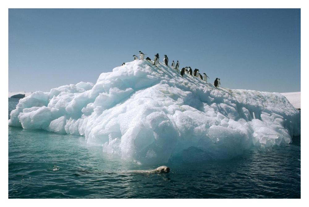Leopard Seal circles Adelie Penguins on ice floe, Hope Bay, Antarctica-Paper Art-38"x26"
