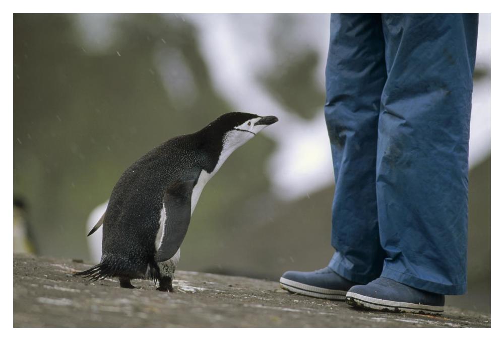 Chinstrap Penguin inspecting tourist, Deception Island, Antarctica-Paper Art-20"x14"