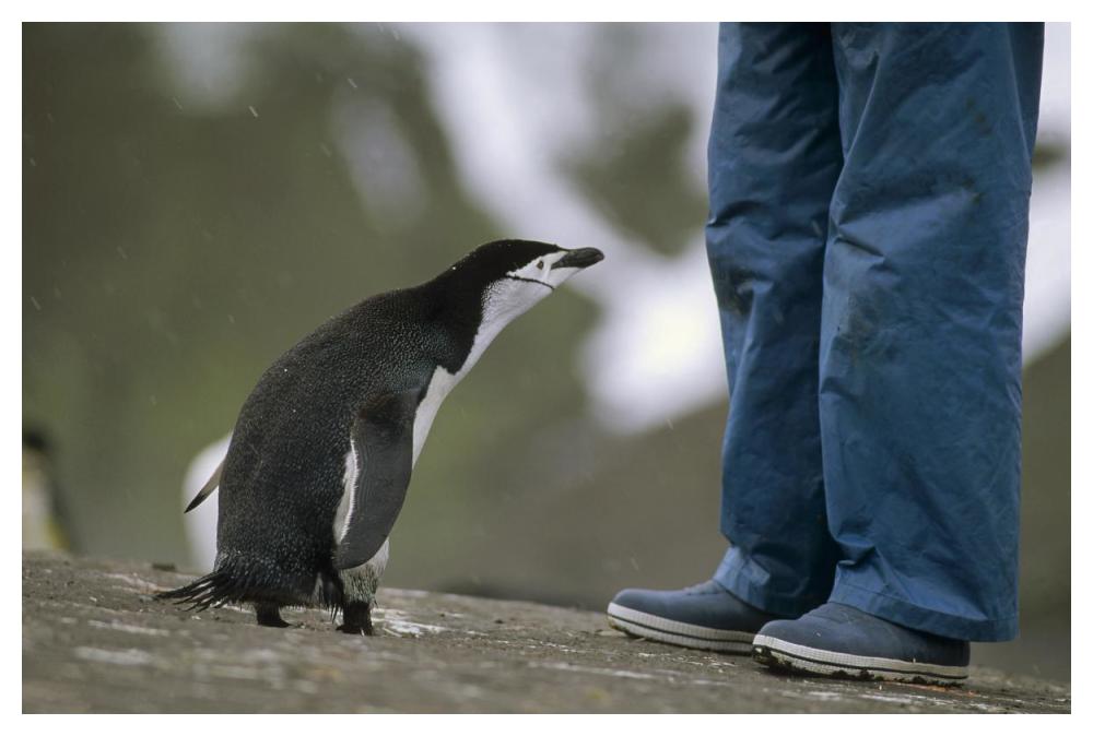 Chinstrap Penguin inspecting tourist, Deception Island, Antarctica-Paper Art-50"x34"