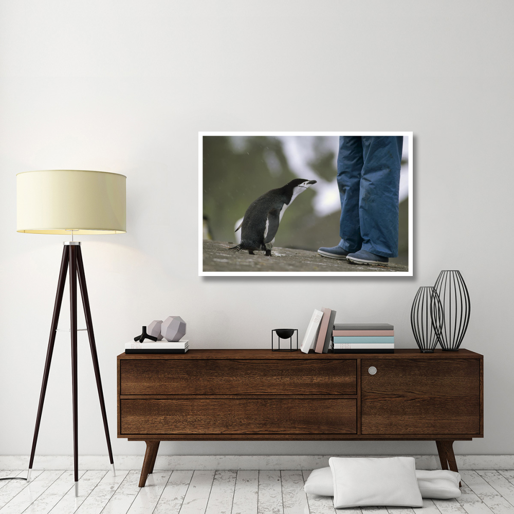 Chinstrap Penguin inspecting tourist, Deception Island, Antarctica-Paper Art-50&quotx34"
