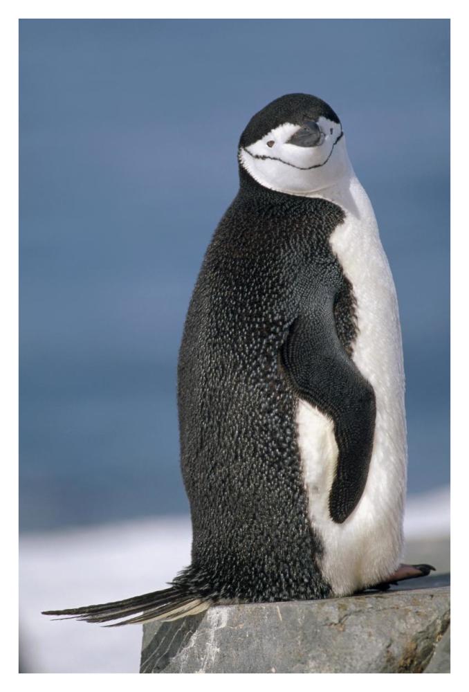 Chinstrap Penguin , Half Moon Island, South Shetland Islands, Antarctica-Paper Art-26"x38"