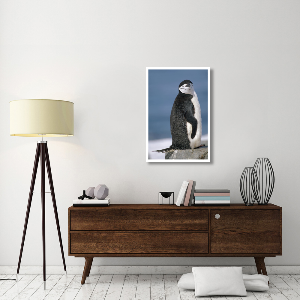 Chinstrap Penguin , Half Moon Island, South Shetland Islands, Antarctica-Paper Art-26&quotx38"