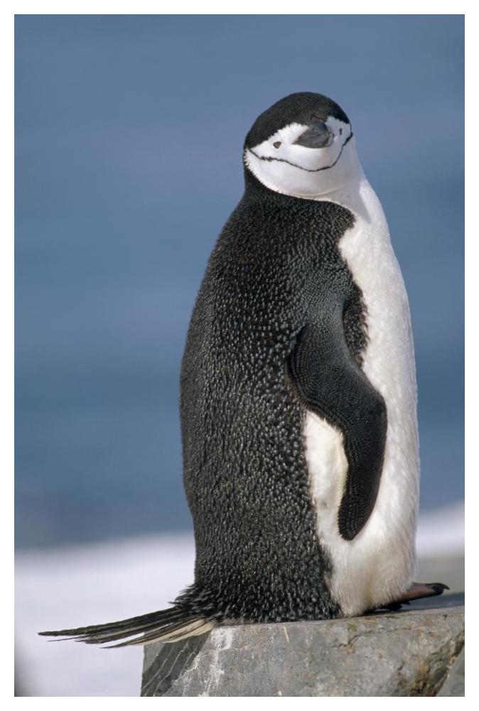 Chinstrap Penguin , Half Moon Island, South Shetland Islands, Antarctica-Paper Art-34"x50"