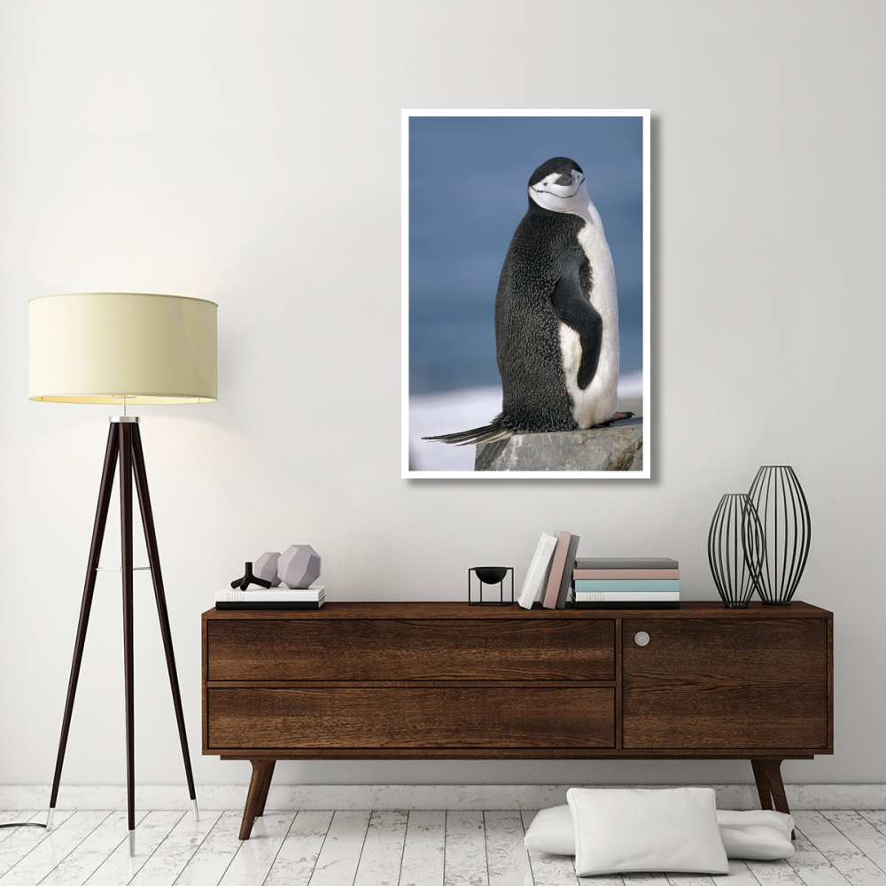 Chinstrap Penguin , Half Moon Island, South Shetland Islands, Antarctica-Paper Art-34&quotx50"