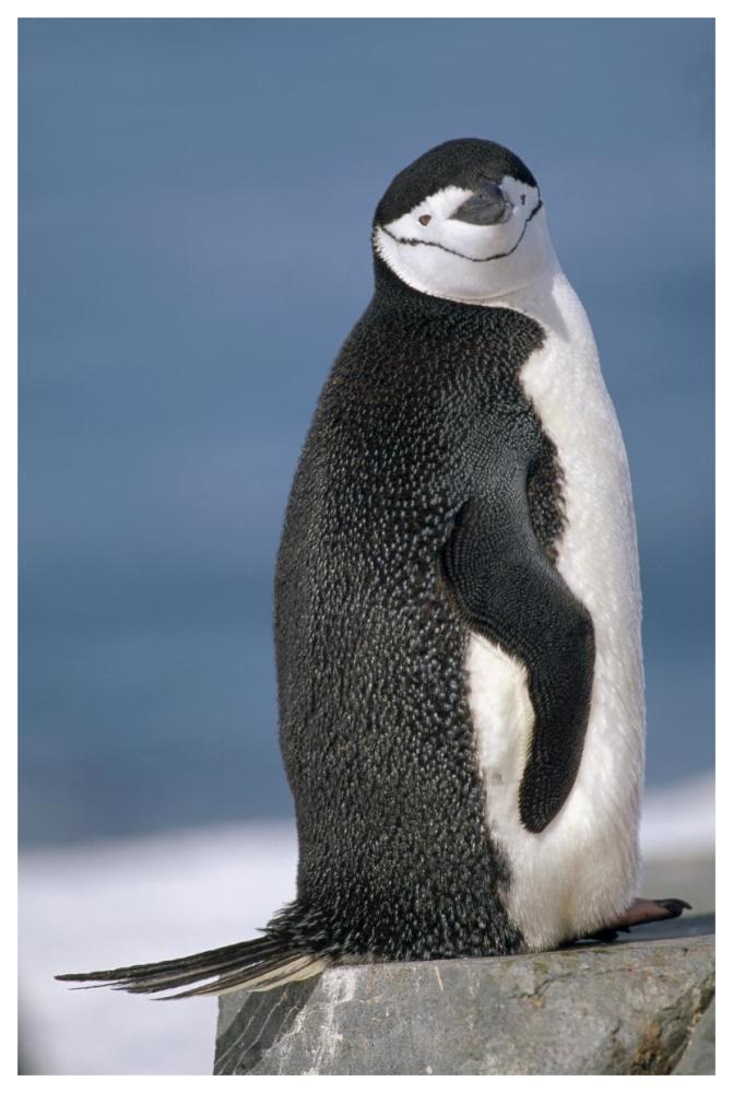 Chinstrap Penguin , Half Moon Island, South Shetland Islands, Antarctica-Paper Art-42"x62"