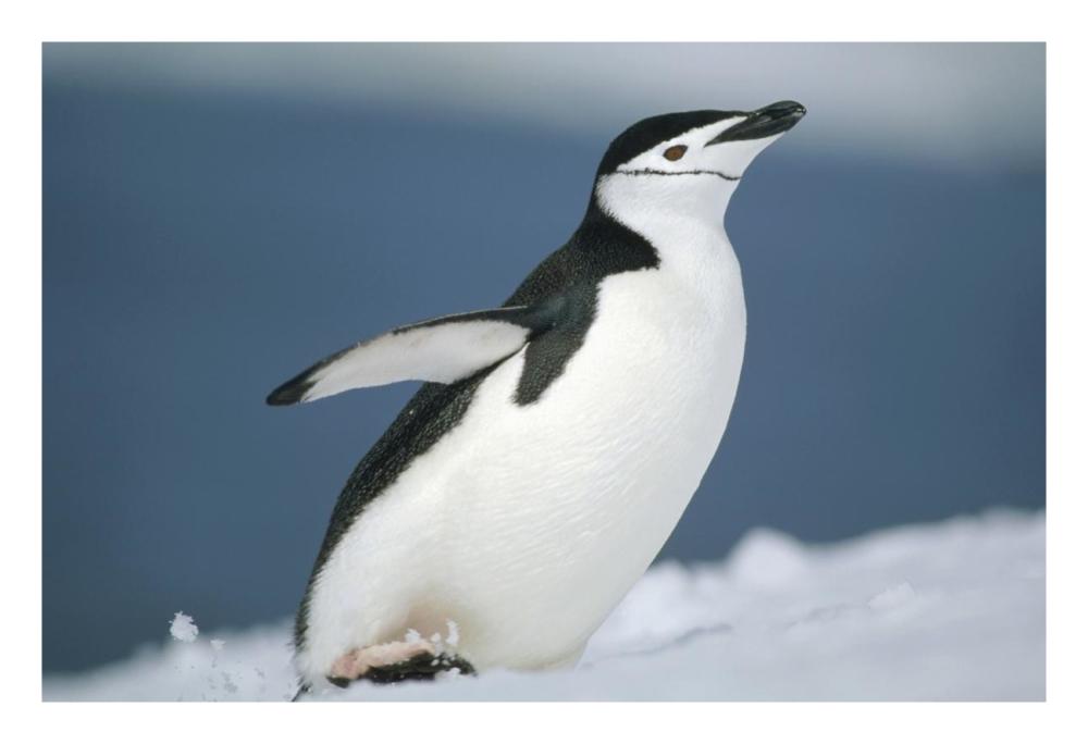 Chinstrap Penguin, Half Moon Island, Antarctica-Paper Art-26"x18"