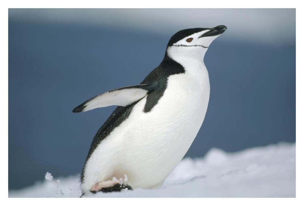 Chinstrap Penguin, Half Moon Island, Antarctica-Paper Art-38"x26"