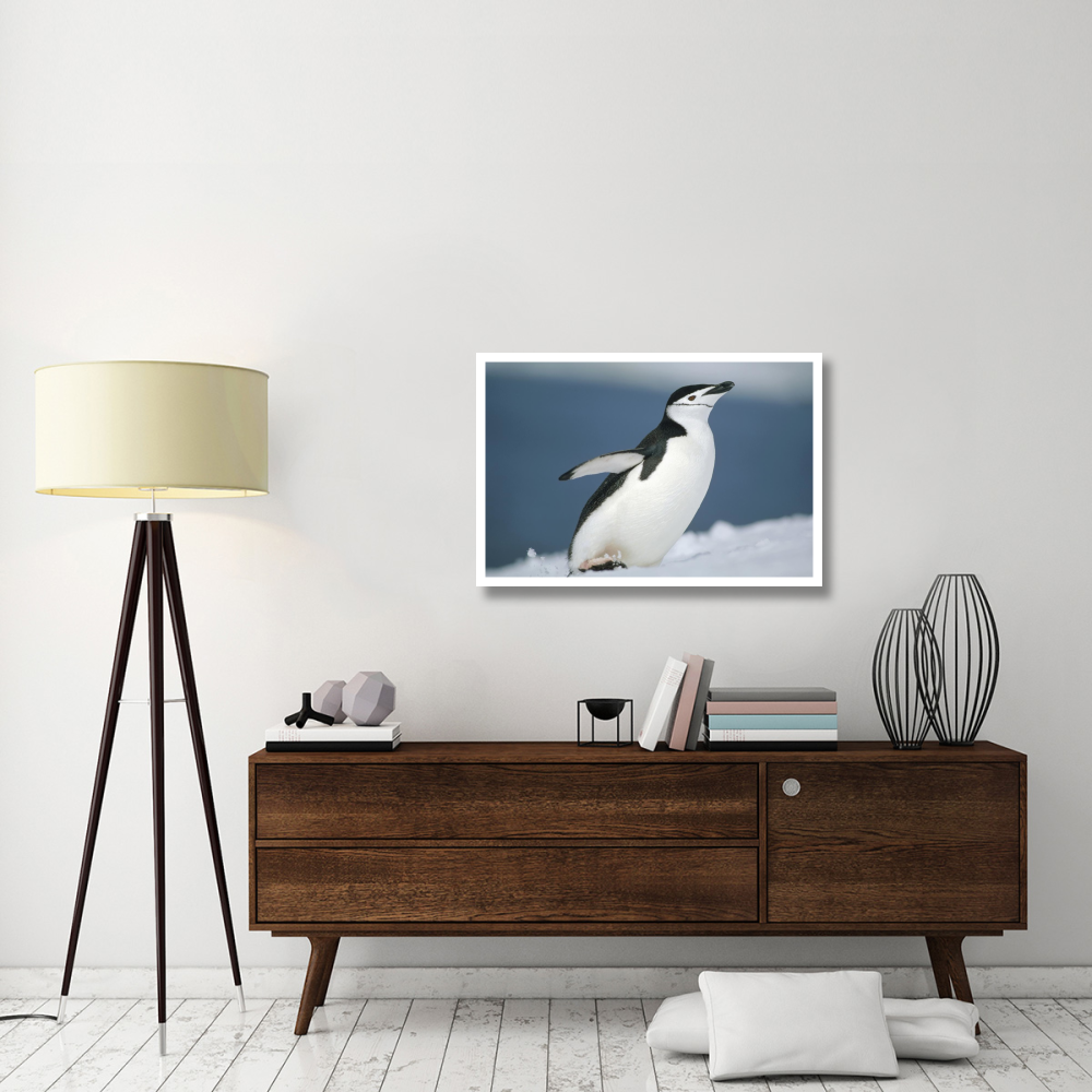 Chinstrap Penguin, Half Moon Island, Antarctica-Paper Art-38&quotx26"