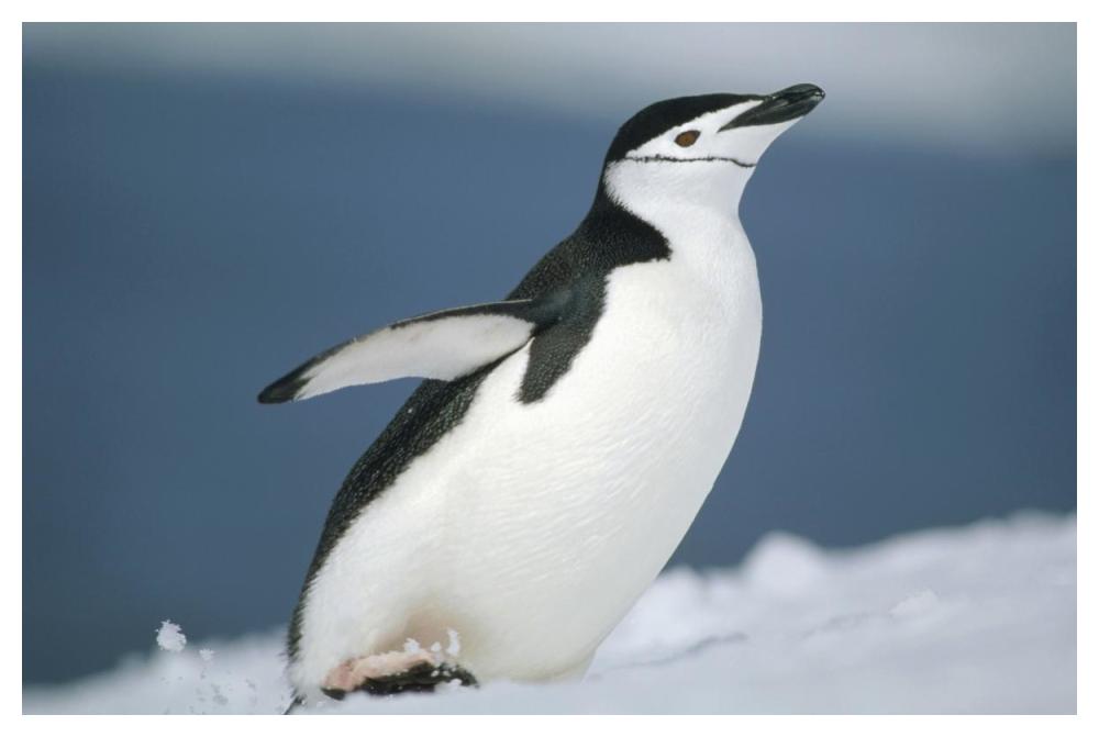 Chinstrap Penguin, Half Moon Island, Antarctica-Paper Art-50"x34"