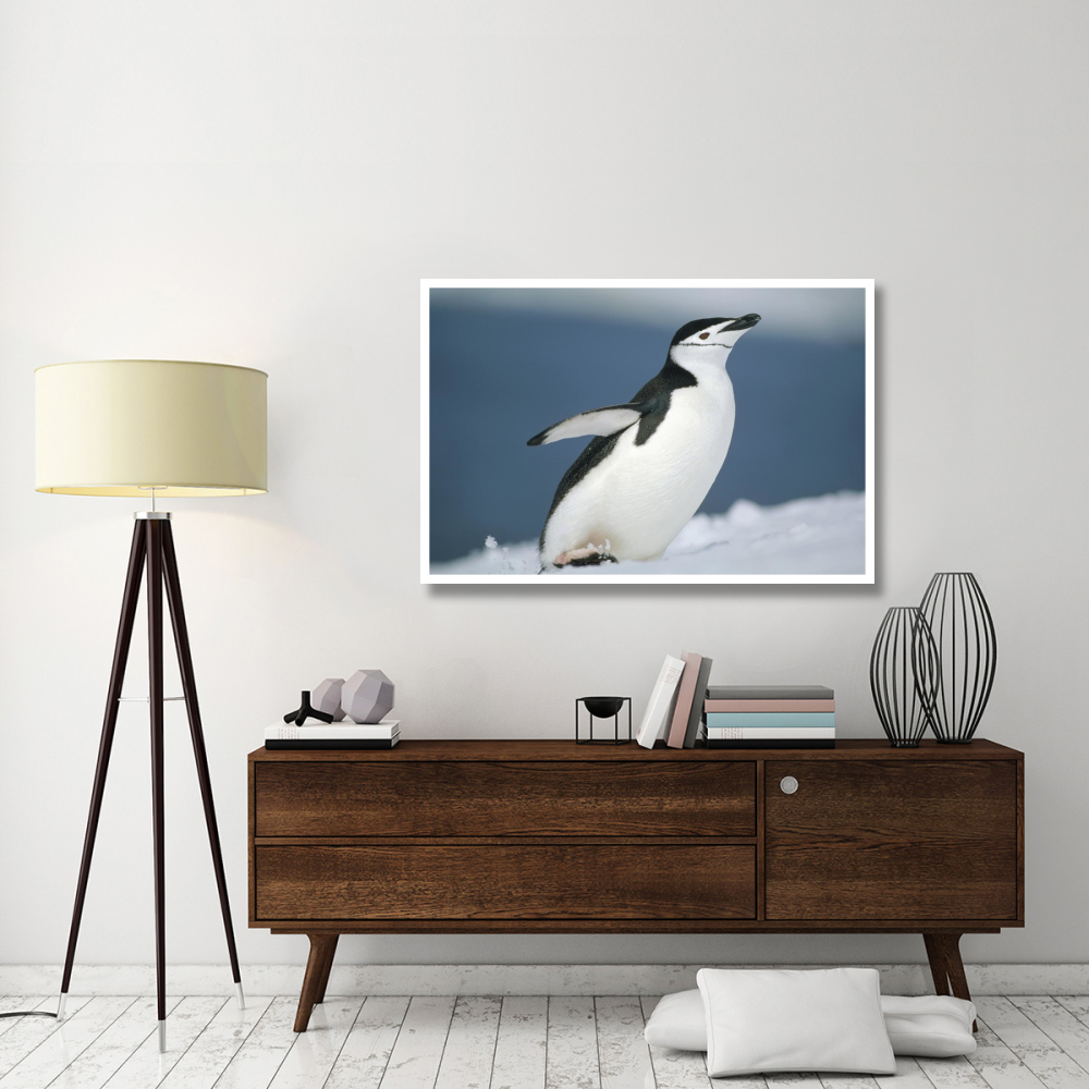 Chinstrap Penguin, Half Moon Island, Antarctica-Paper Art-50&quotx34"
