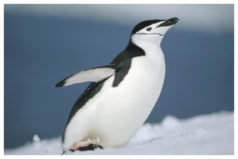 Chinstrap Penguin, Half Moon Island, Antarctica-Paper Art-62"x42"