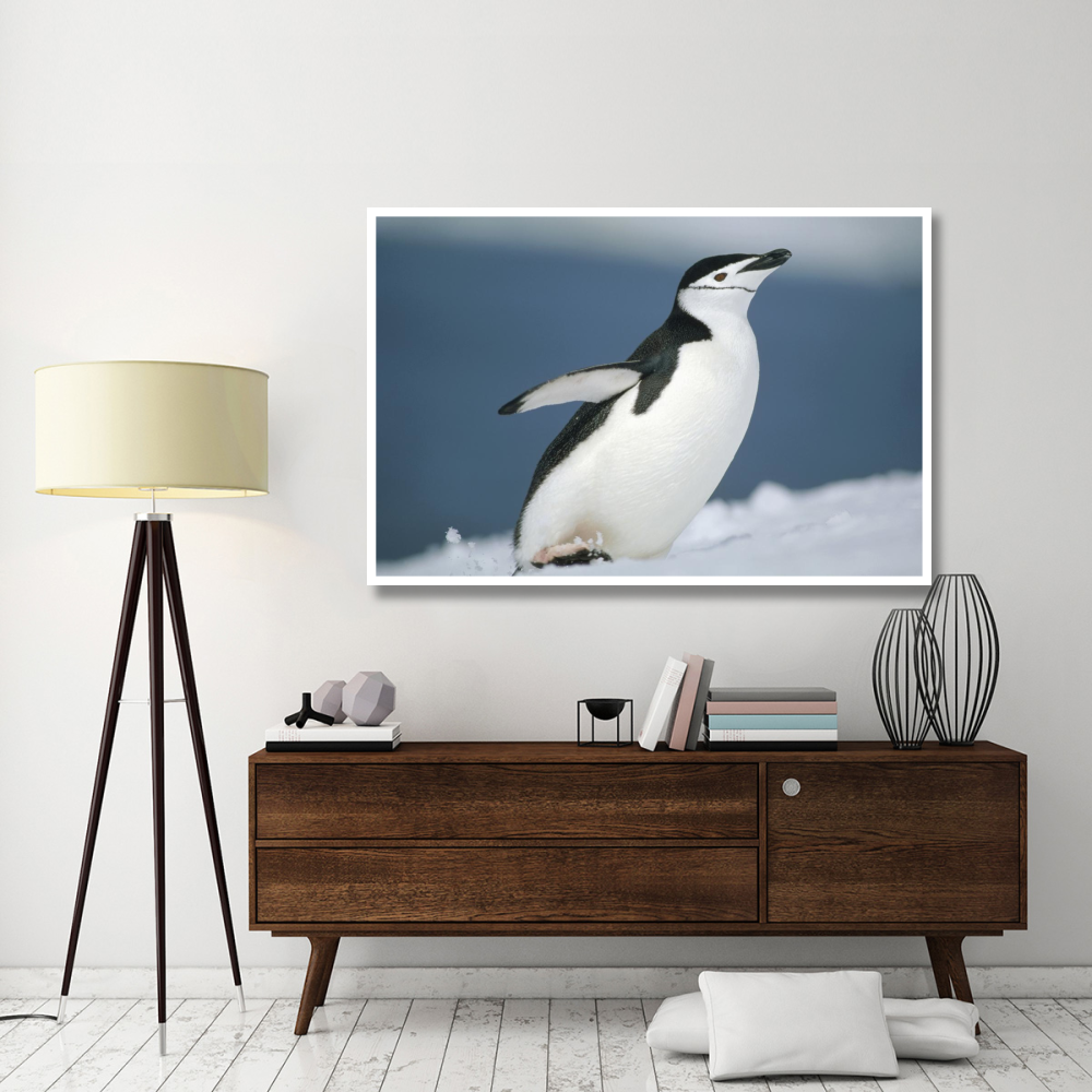 Chinstrap Penguin, Half Moon Island, Antarctica-Paper Art-62&quotx42"