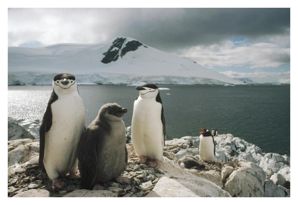 Chinstrap Penguin parents with chick, Paradise Bay, Antarctica-Paper Art-20"x14"