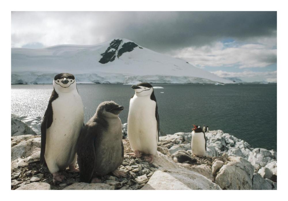 Chinstrap Penguin parents with chick, Paradise Bay, Antarctica-Paper Art-26"x18"