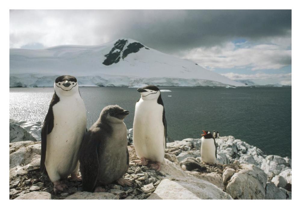 Chinstrap Penguin parents with chick, Paradise Bay, Antarctica-Paper Art-32"x22"