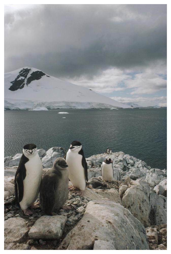 Chinstrap Penguin parents with chick, Paradise Bay, Antarctica-Paper Art-42"x62"