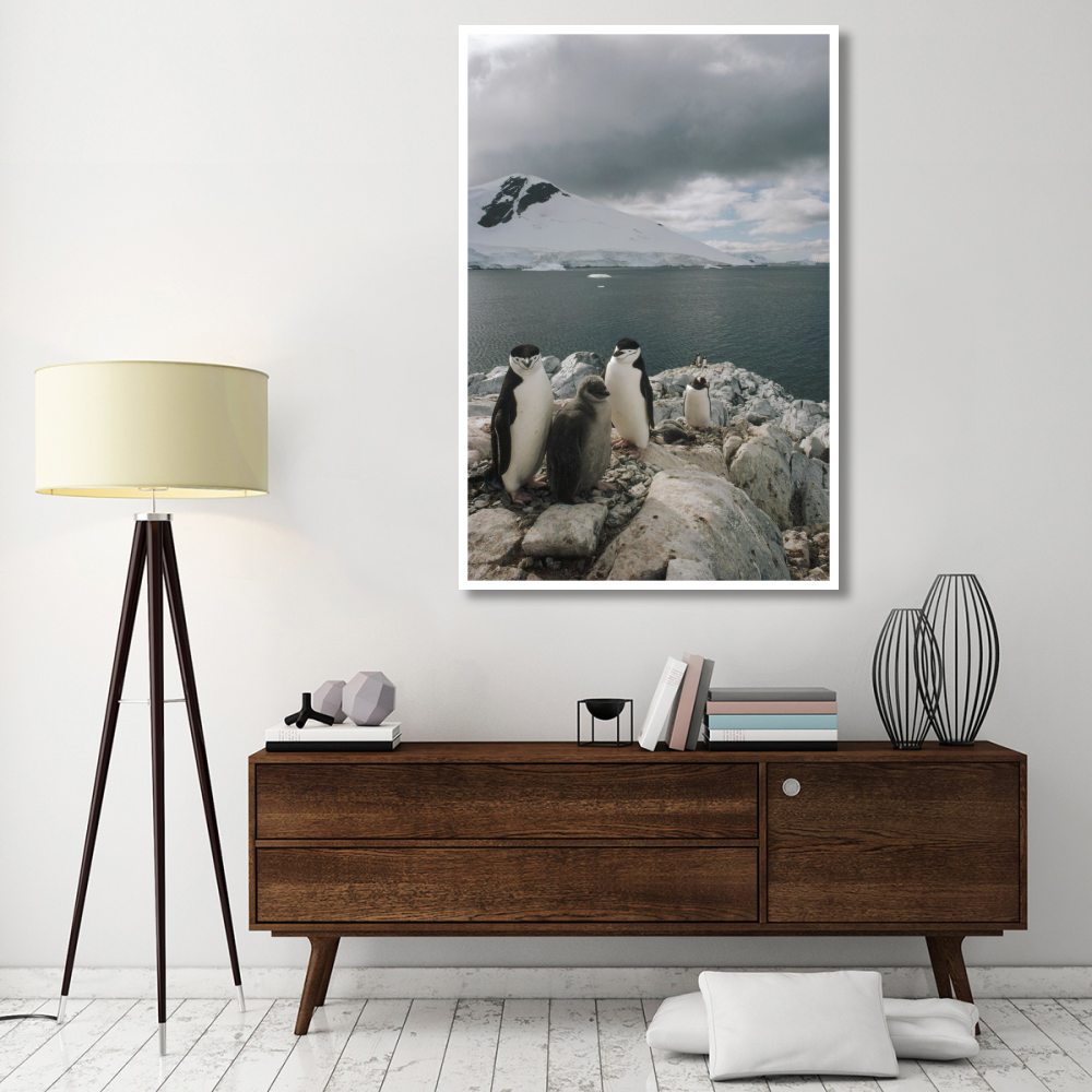 Chinstrap Penguin parents with chick, Paradise Bay, Antarctica-Paper Art-42&quotx62"