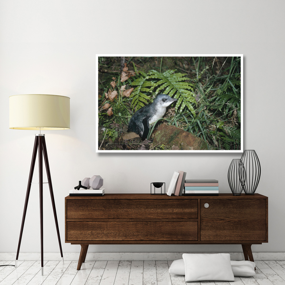 Little Blue Penguinl Golden Bay, South Island, New Zealand-Paper Art-62&quotx42"
