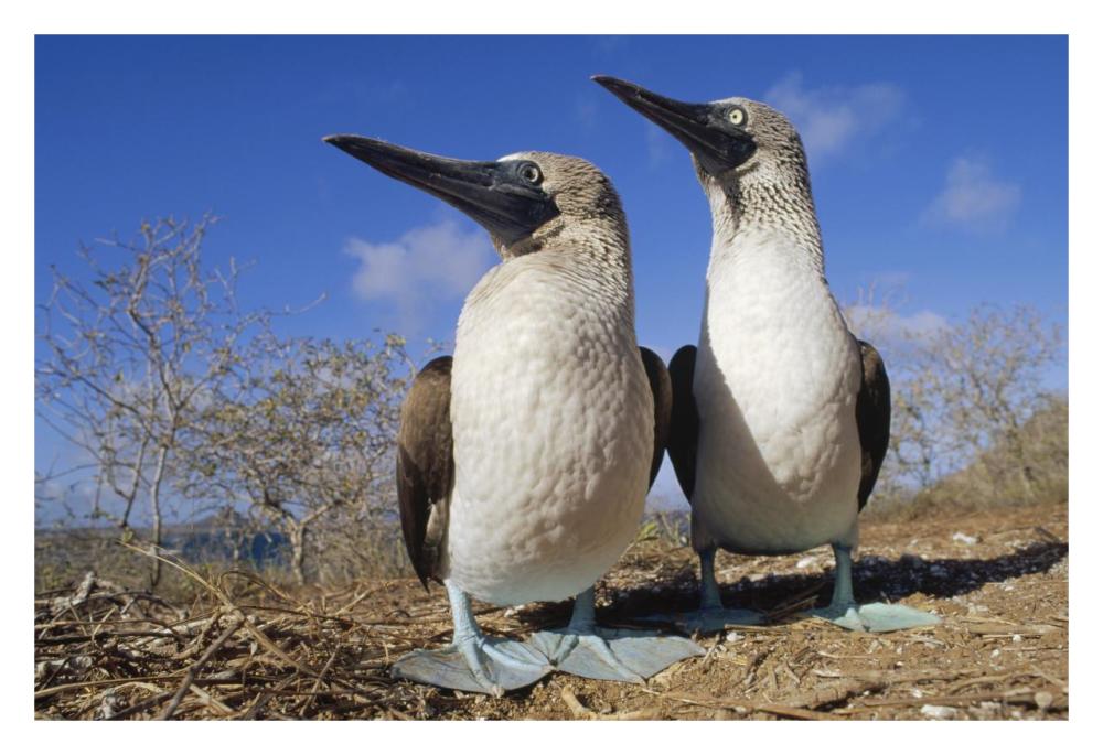 Blue-footed Booby courting couple, Galapagos Islands, Ecuador-Paper Art-32"x22"