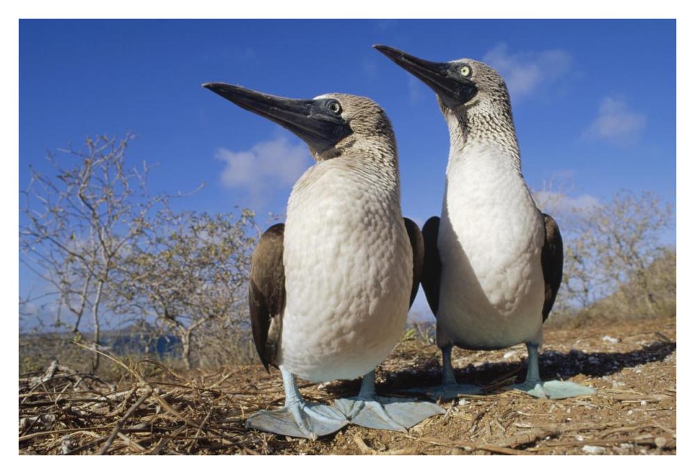 Blue-footed Booby courting couple, Galapagos Islands, Ecuador-Paper Art-38"x26"