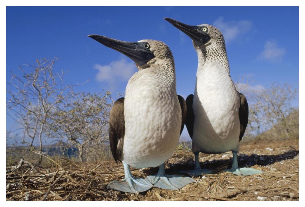 Blue-footed Booby courting couple, Galapagos Islands, Ecuador-Paper Art-50"x34"
