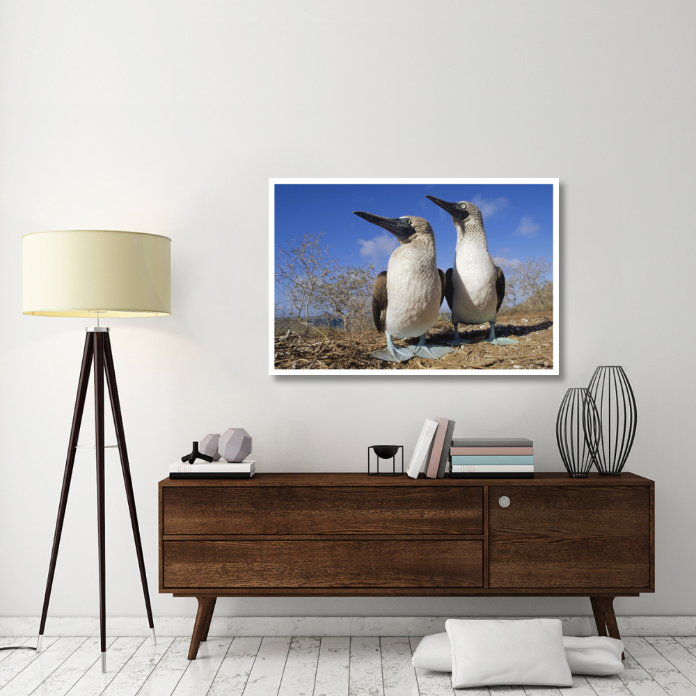 Blue-footed Booby courting couple, Galapagos Islands, Ecuador-Paper Art-50&quotx34"