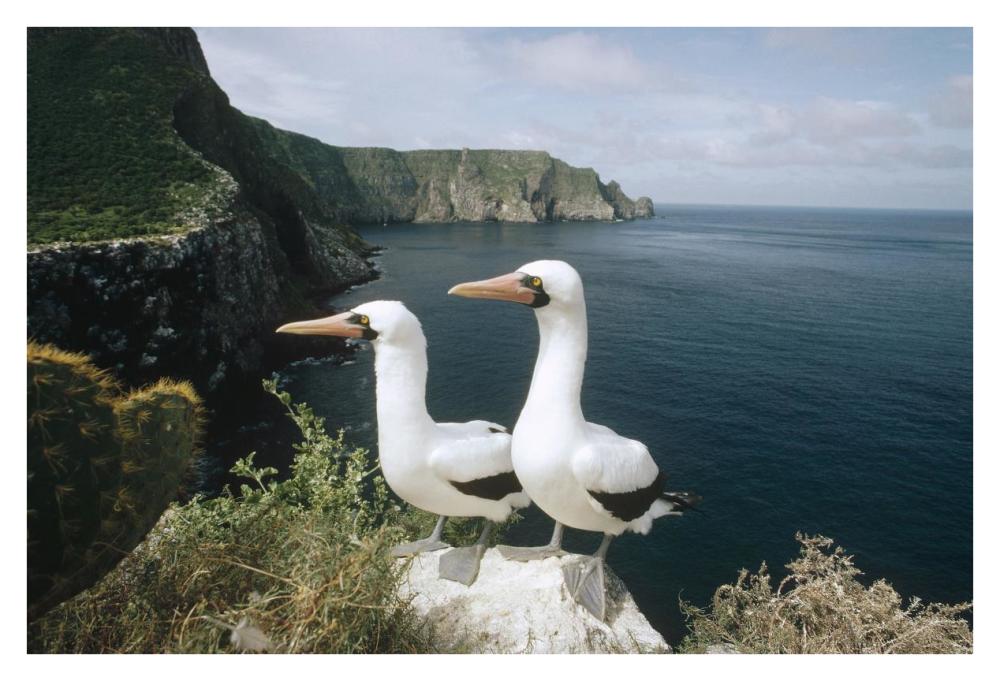 Masked Booby courting pair on cliff nest, Galapagos Islands, Ecuador-Paper Art-38"x26"