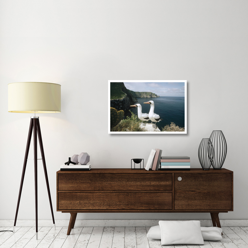 Masked Booby courting pair on cliff nest, Galapagos Islands, Ecuador-Paper Art-38&quotx26"