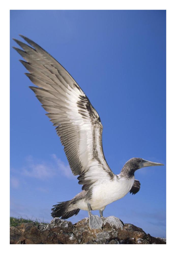 Masked Booby fledgling stretching wings, Galapagos Islands, Ecuador-Paper Art-18"x26"