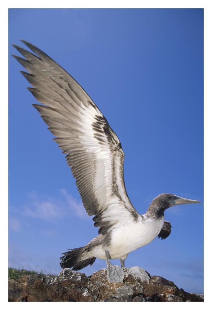 Masked Booby fledgling stretching wings, Galapagos Islands, Ecuador-Paper Art-26"x38"