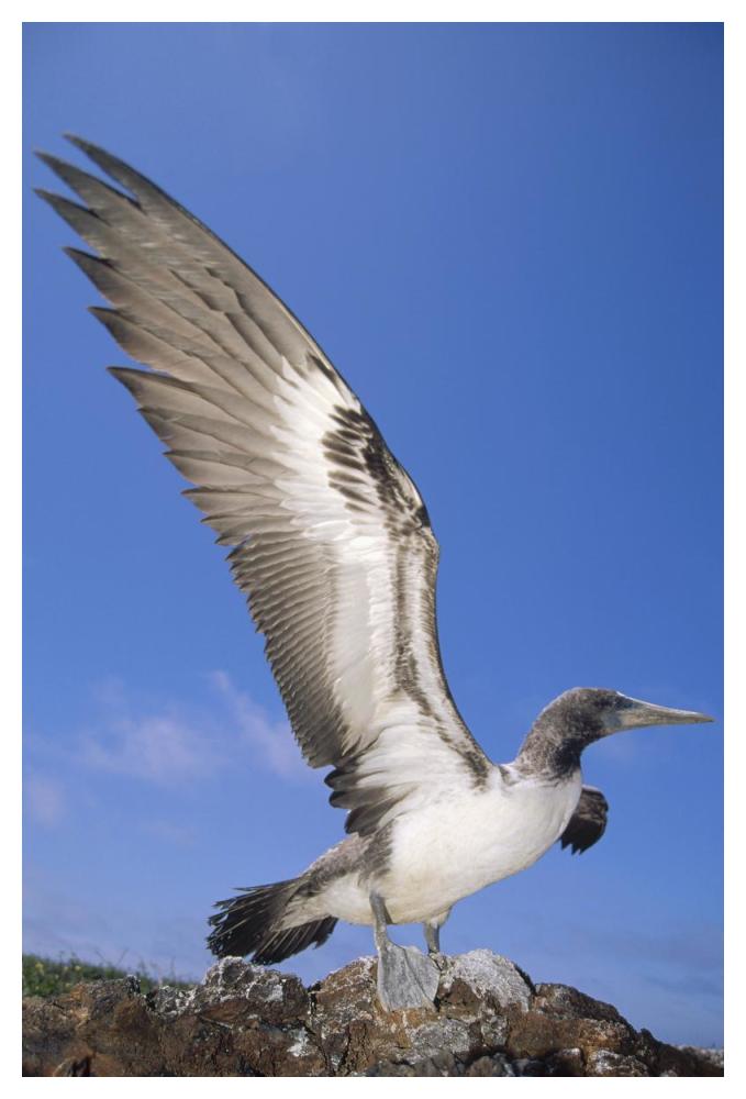 Masked Booby fledgling stretching wings, Galapagos Islands, Ecuador-Paper Art-34"x50"