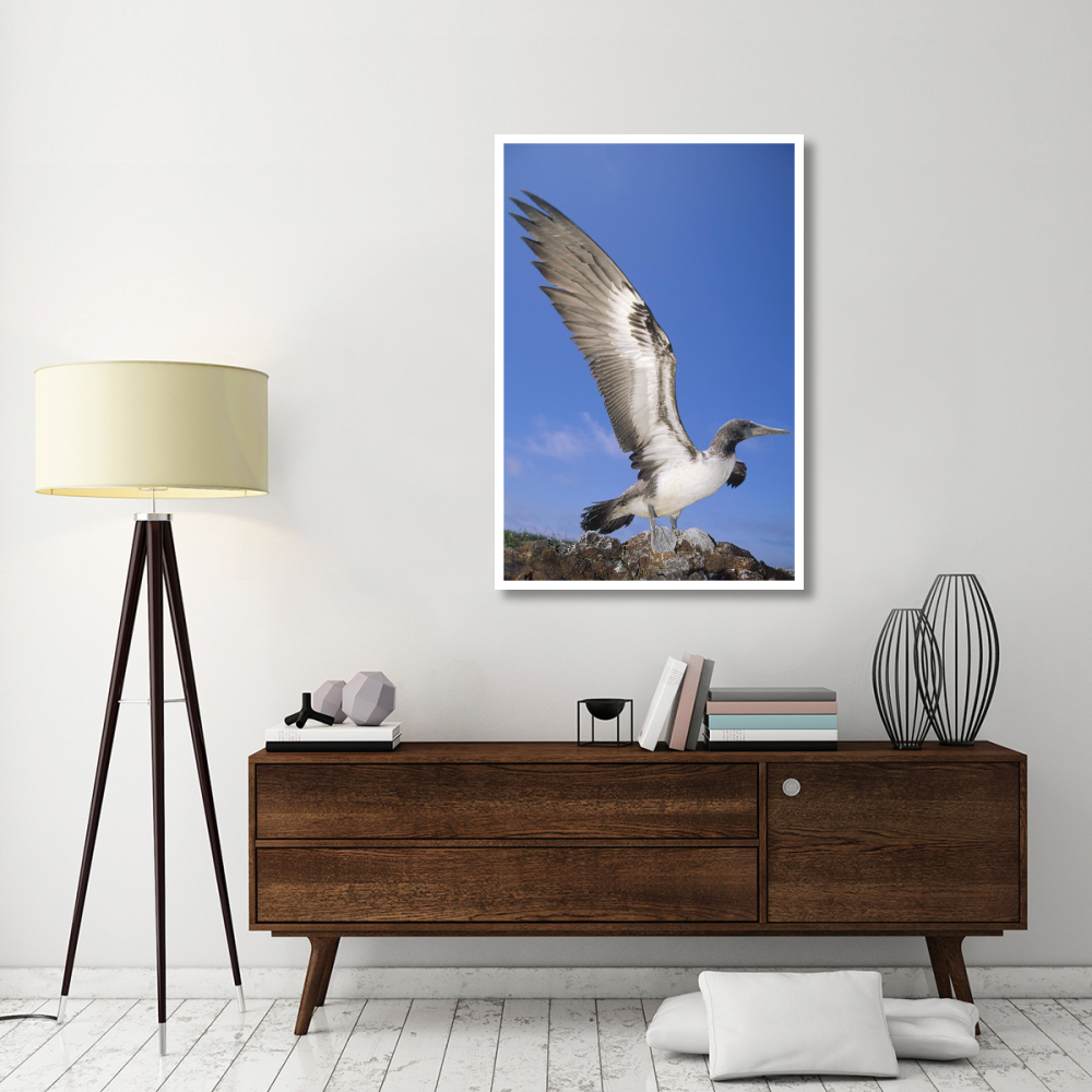 Masked Booby fledgling stretching wings, Galapagos Islands, Ecuador-Paper Art-34&quotx50"
