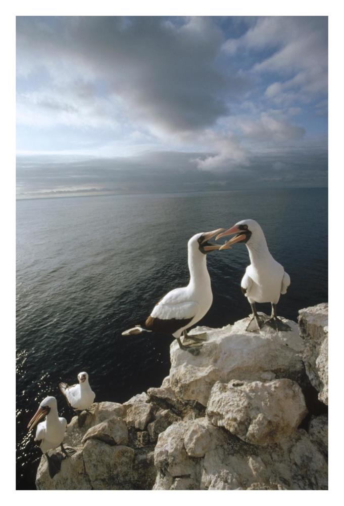 Masked Booby courting pairs roosting, Galapagos Islands, Ecuador-Paper Art-22"x32"