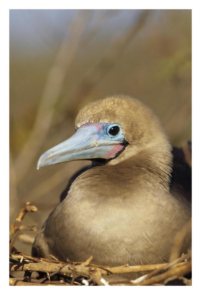 Red-footed Booby incubating eggs, Galapagos Islands, Ecuador-Paper Art-22"x32"