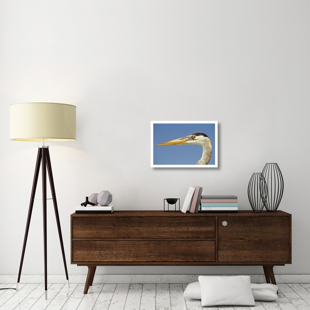 Great Blue Heron portrait, Galapagos Islands, Ecuador-Paper Art-26&quotx18"