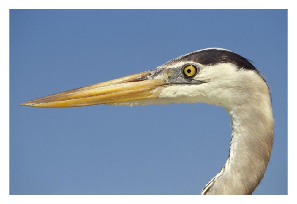 Great Blue Heron portrait, Galapagos Islands, Ecuador-Paper Art-32"x22"