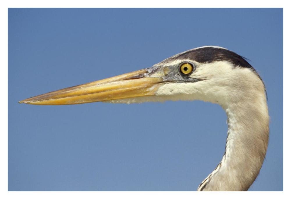 Great Blue Heron portrait, Galapagos Islands, Ecuador-Paper Art-38"x26"