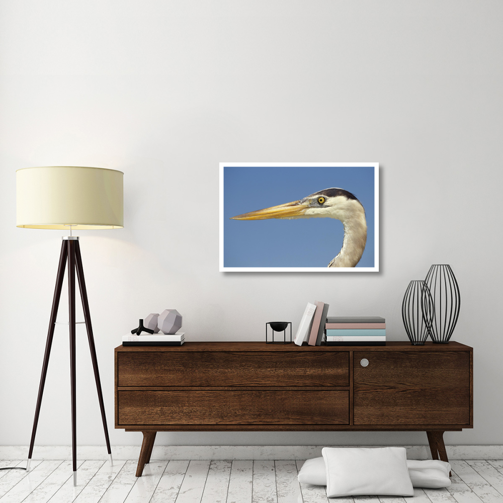 Great Blue Heron portrait, Galapagos Islands, Ecuador-Paper Art-38&quotx26"
