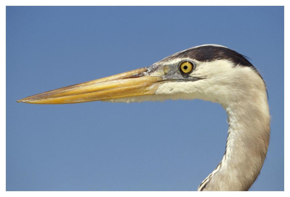 Great Blue Heron portrait, Galapagos Islands, Ecuador-Paper Art-50"x34"