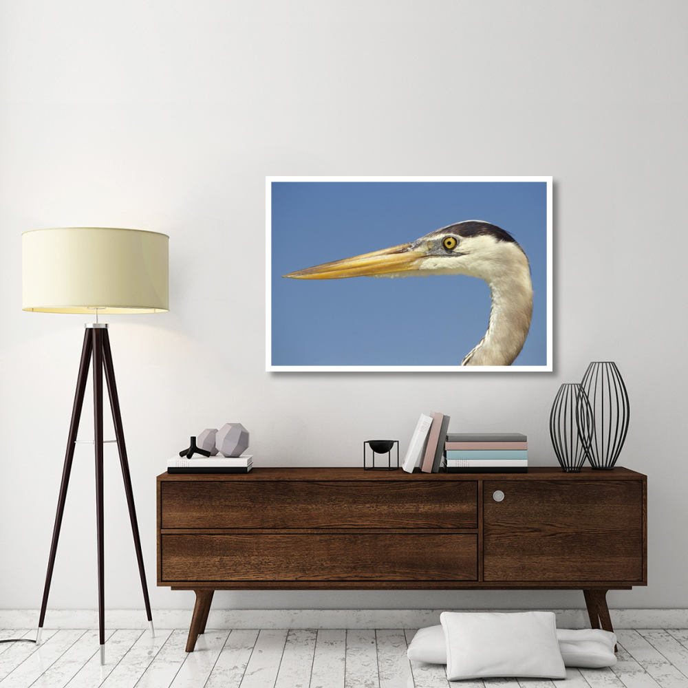 Great Blue Heron portrait, Galapagos Islands, Ecuador-Paper Art-50&quotx34"