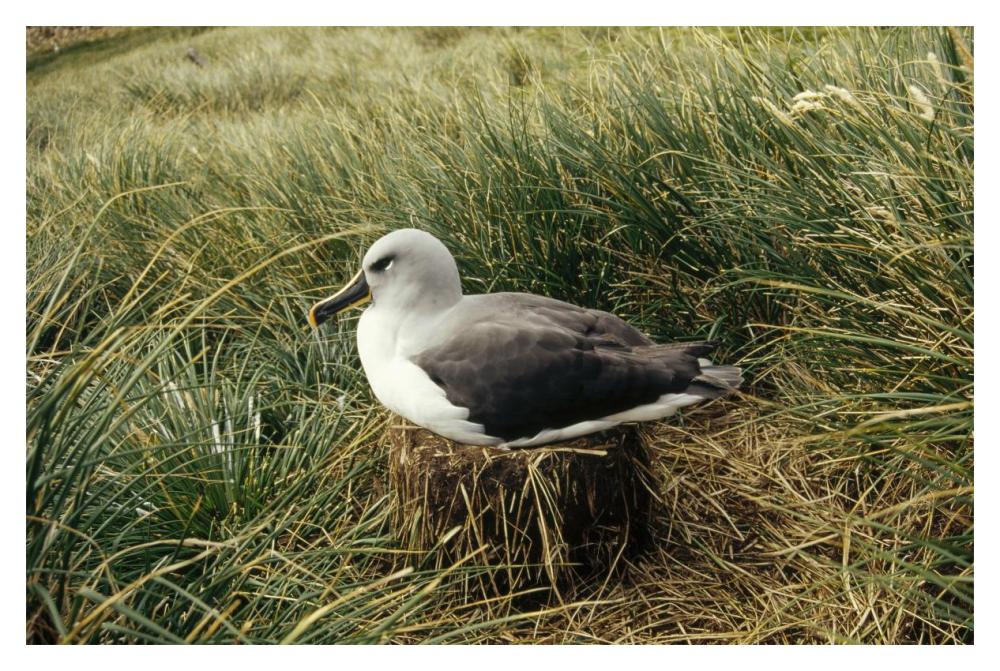 Grey-headed Albatross nesting, Diego Ramirez Island, Chile-Paper Art-20"x14"