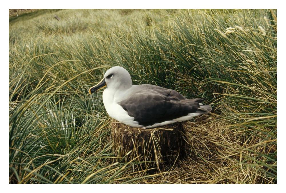 Grey-headed Albatross nesting, Diego Ramirez Island, Chile-Paper Art-32"x22"