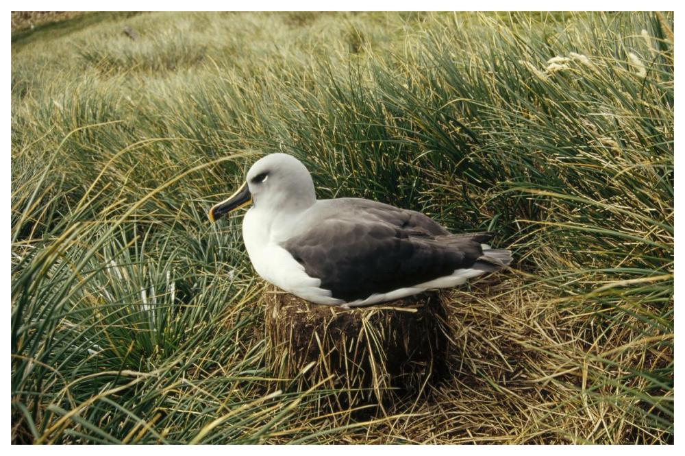 Grey-headed Albatross nesting, Diego Ramirez Island, Chile-Paper Art-62"x42"