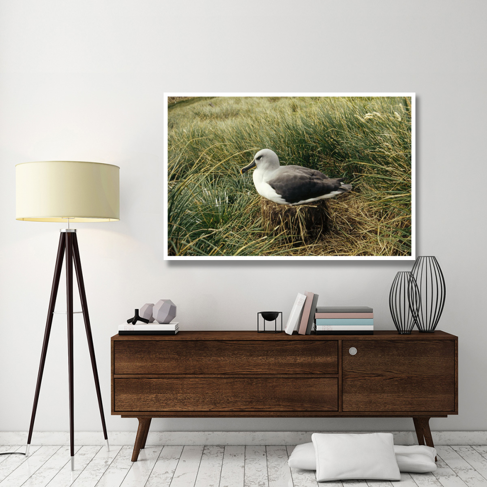 Grey-headed Albatross nesting, Diego Ramirez Island, Chile-Paper Art-62&quotx42"