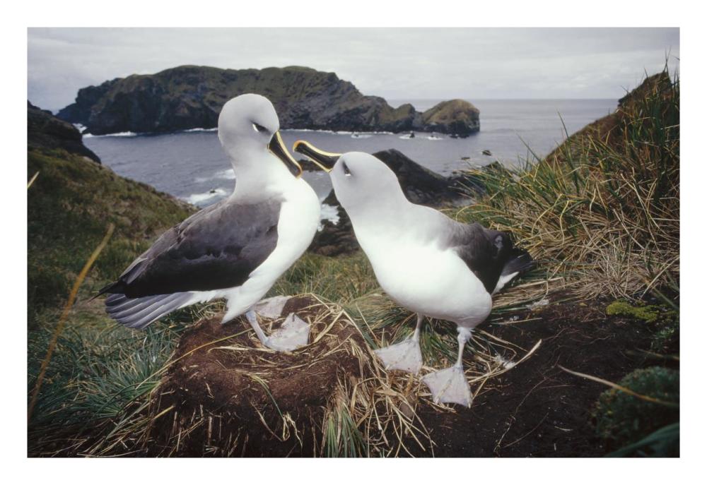 Grey-headed Albatrosses courting at nest, Diego Ramirez Island, Chile-Paper Art-26"x18"