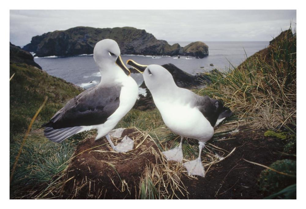 Grey-headed Albatrosses courting at nest, Diego Ramirez Island, Chile-Paper Art-32"x22"