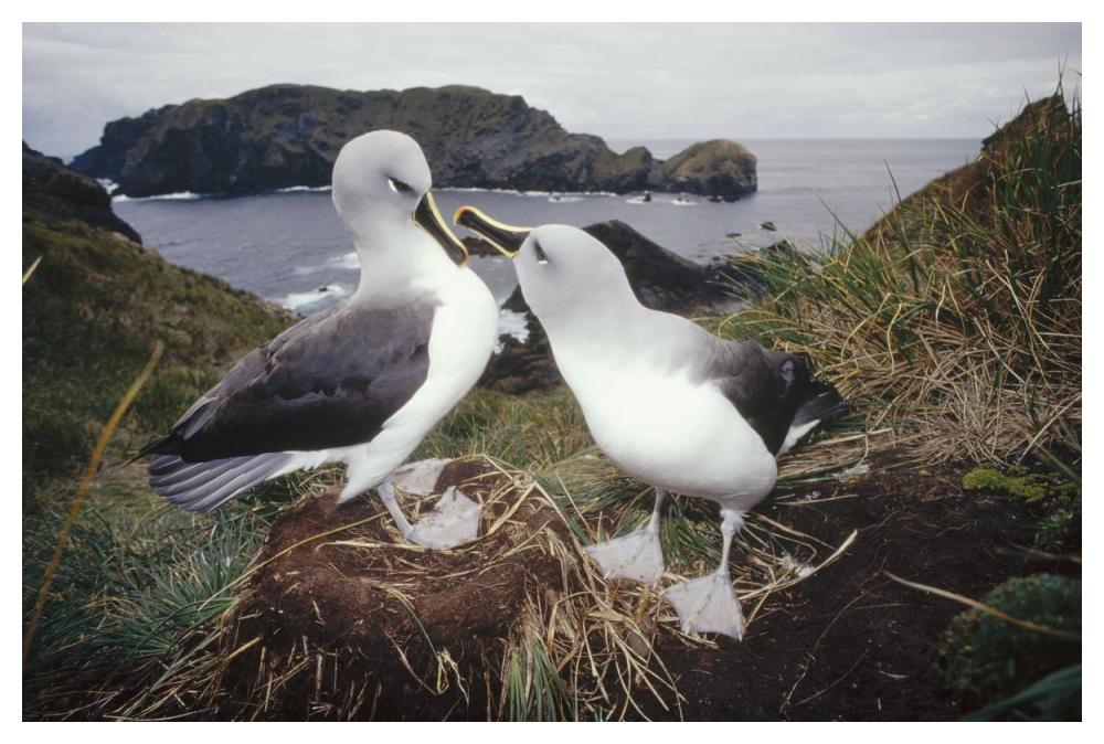 Grey-headed Albatrosses courting at nest, Diego Ramirez Island, Chile-Paper Art-50"x34"